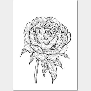 Peony drawing 2 Posters and Art